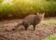 用16便士来阻止猫在你的花园里拉屎，你的花会喜欢的